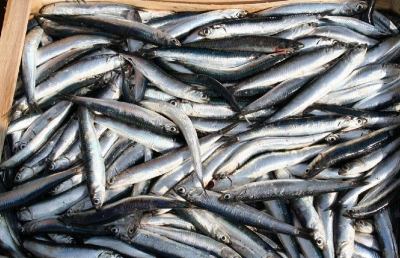 Grottammare, il pesce locale entra nelle mense delle scuole
