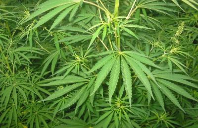 San Benedetto, un'intera famiglia scoperta a coltivare marijuana