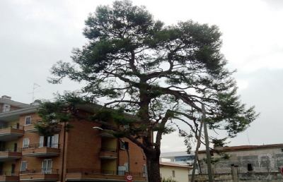 Grottammare, potati e censiti gli alberi comunali della città