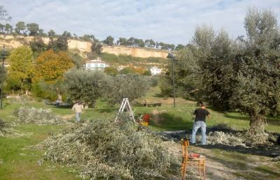 Grottammare, iniziata la raccolta delle olive pubbliche