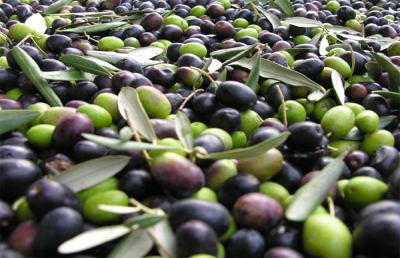 Oliva tenera ascolana, cresce la richiesta di olio monovarietale