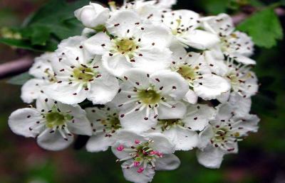 Dillo con un fiore! Scopriamo il loro linguaggio segreto