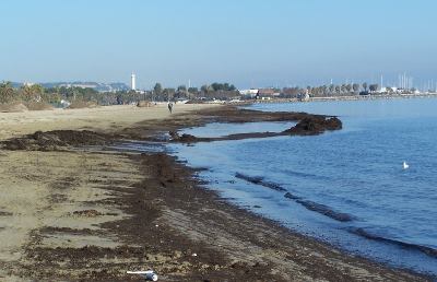 San Benedetto, l'arenile interessato da nuovi spiaggiamenti