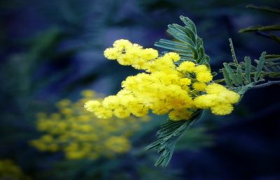Piceno, crisi e maltempo riducono gli ordini di mimosa
