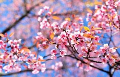 Grottammare e le giornate di primavera del Fai