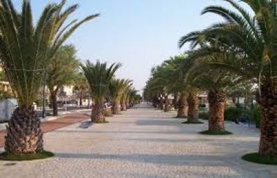 San Benedetto, si sostituiscono le palme morte del lungomare