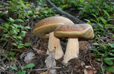Provincia, corso per il tesserino raccolta funghi