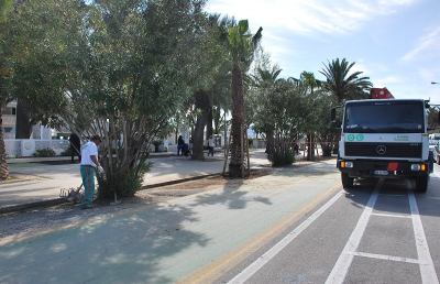 San Benedetto, 32 nuove palme sul Lungomare nord