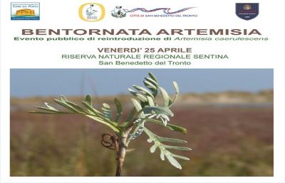 Riserva Sentina, reintroduzione dell'Artemisia