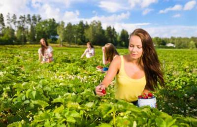 Offida, salute e sicurezza sul lavoro in agricoltura