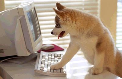 Con Futuravet anche le Marche hanno un centro di riferimento veterinario