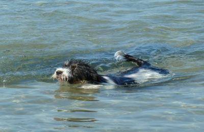 Il Piceno ama gli animali: a Grottammare nasce “Dog Beach”
