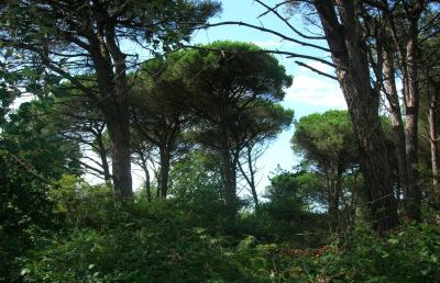 Grottammare, ambiente e pinete in manuntezione