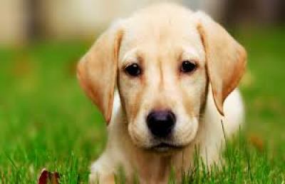 Grottammare: sportello animali, “Clear Dog” per tutti