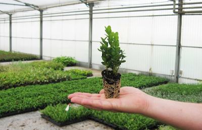 Flormart 2014, esaltiamo il florovivaismo piceno