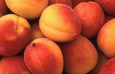 Valdaso, ultimo appuntamento di cucina a regola d'arte