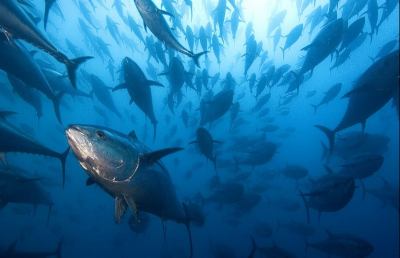 San Benedetto, chiusa la pesca ricreativa del tonno rosso