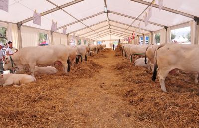 Fiera di Castel di Lama, progetto filiera corta agrozootecnia