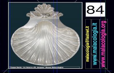 Museo Malacologico Cupra, scoperte cinque nuove conchiglie 