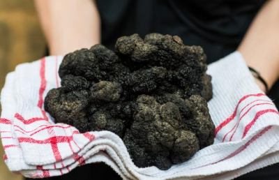 Il tartufo nero dei Sibillini, un’eccellenza su cui puntare