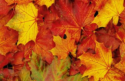 Ascoli Cento Torri, arrivano le delizie d'autunno 2014