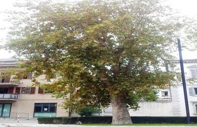 Grottammare, censiti nuovi alberi secolari