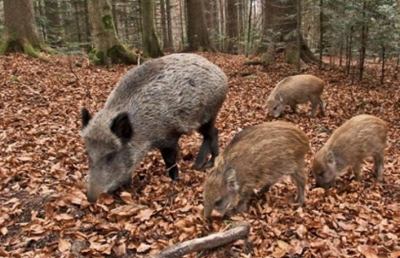 Provincia, abilitazione per cacciatore di ungulati con metodi selettivi
