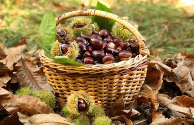 Castagne, alla scoperta di un frutto biologico e naturale