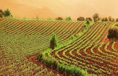 Porto d'Ascoli: convegno su agroalimentare e innovazione