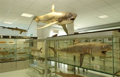 Museo Ittico, un laboratorio per scoprire l’ecosistema marino