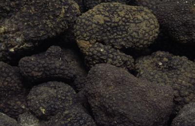 Truffle&Co, prima manifestazione marchigiana all'Expo
