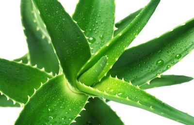 Aloe Vera, la natura regala un valido aiuto per problemi di salute