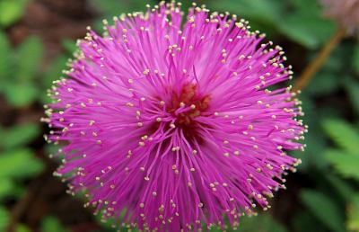 La mimosa pudica, alla scoperta della pianta più “timida”...