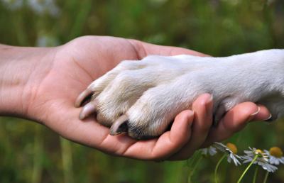 Un corso di formazione sulla relazione uomo – cane 