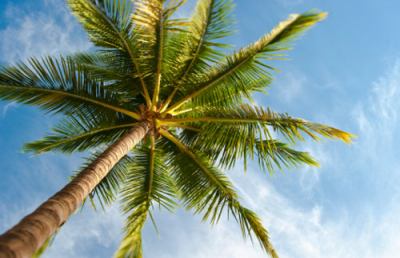 Grottammare, 85 palme americane per il lungomare