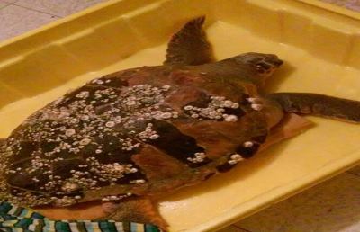 San Benedetto, la tartaruga Chicca soccorsa da un peschereccio 