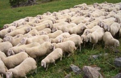 Appignano, ennesima strage di pecore ad opera dei lupi