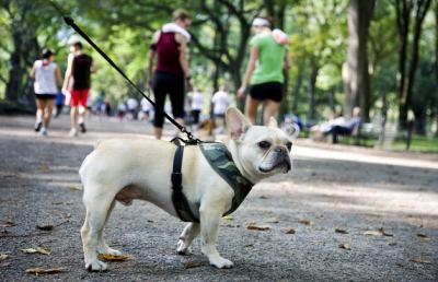 San Benedetto del Tronto, corso per la gestione del cane
