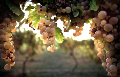 Prima edizione di “Terroir Marche - Vini e Vignaioli bio in fiera