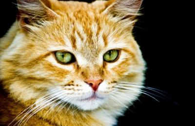 Oipa Ascoli, raccolta fondi per il sostegno colonie feline