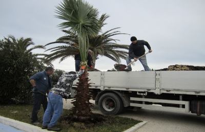 Grottammare, operazione prevenzione su oltre 300 palme 
