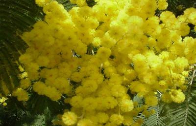Cia Ascoli-Fermo, mimosa low cost per la Festa della Donna