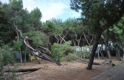 San Benedetto, il vento fa strage di pini in tutta la città