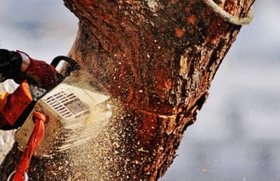 Grottammare: alberi pericolanti, c’è l’abbattimento