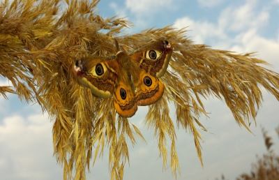 Riserva Naturale Sentina, al via uno studio sulle farfalle 