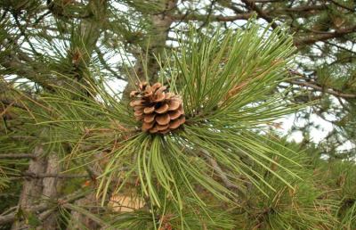 Grottammare, nuova vita per la pineta dell’Oasi