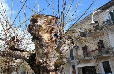 San Benedetto, verso il ripristino delle pinete cittadine