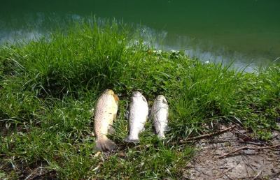Giochi e rompicapi: “Le trote del fiume Busento”