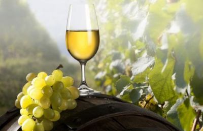 Ascoli, debutta Terroir Marche – Vini e vignaioli bio in fiera
