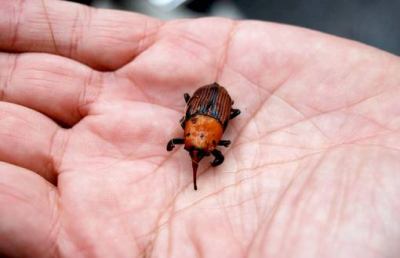 Grottammare, è caccia al punteruolo rosso
